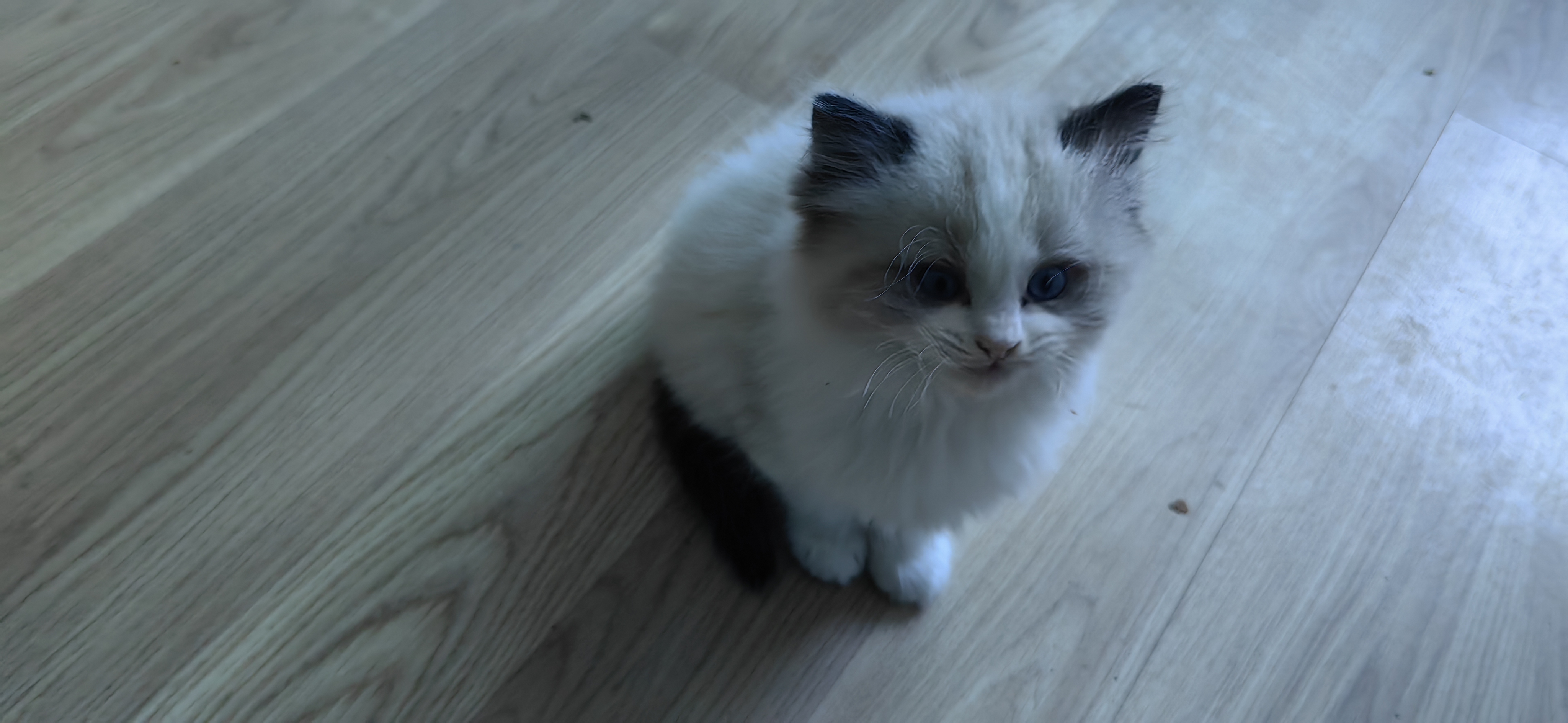 自家可爱纯种布偶猫，脸正